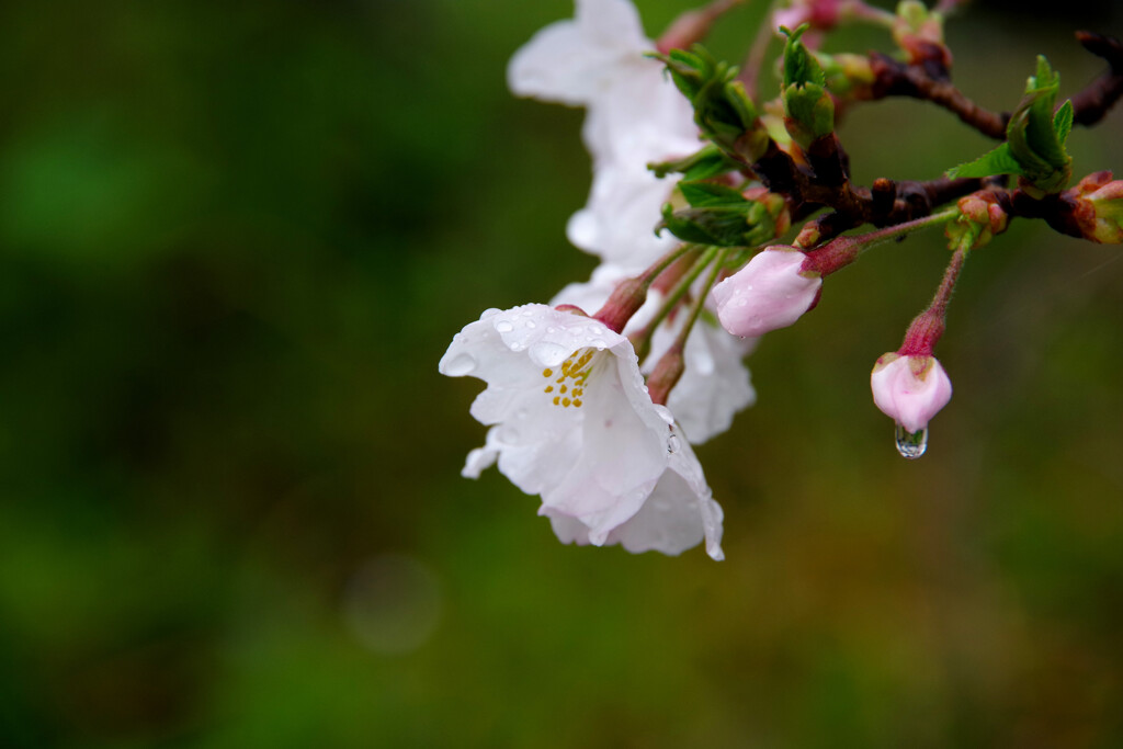 雨上がり