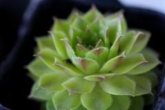 花　？