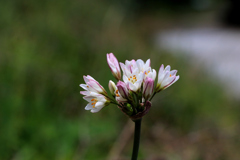 花　IMG_3140