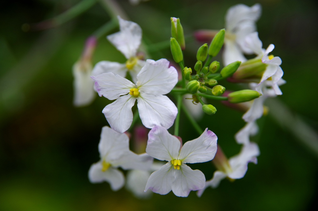 大根の花