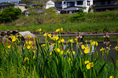 介良川親水公園　IMGP1090