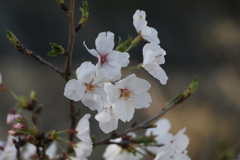 桜