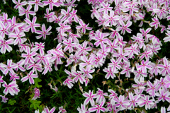 花 IMGP0909