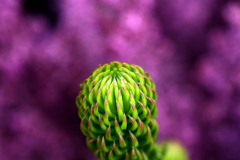 花　？