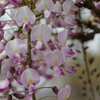 藤　IMG_3127