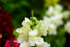 花　DSC_1574