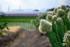 散歩中の