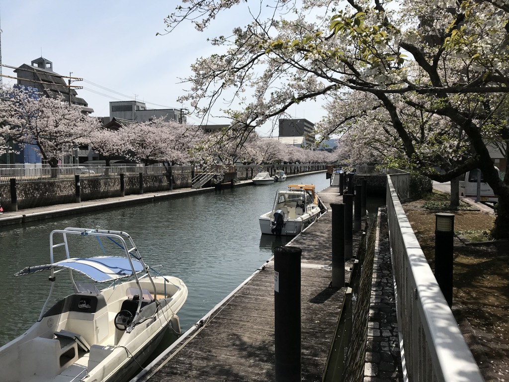 堀川の桜