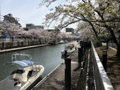 堀川の桜