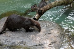 のいち動物公園