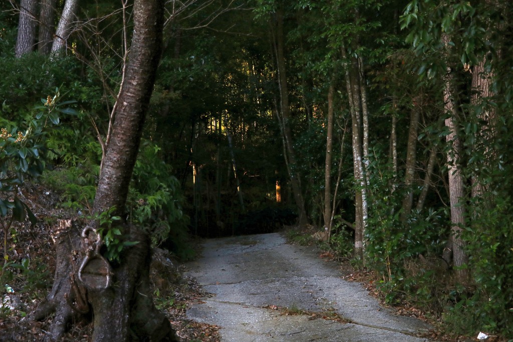 散歩中の　山道