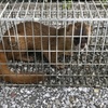 御用だ！　イタチ