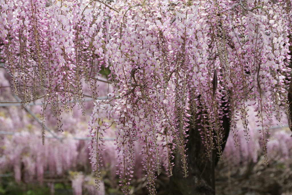 藤　IMG_3102
