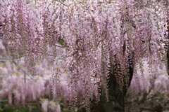 藤　IMG_3102