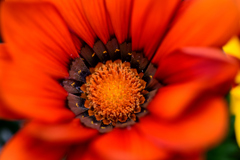 花　DSC_1645