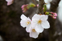 桜