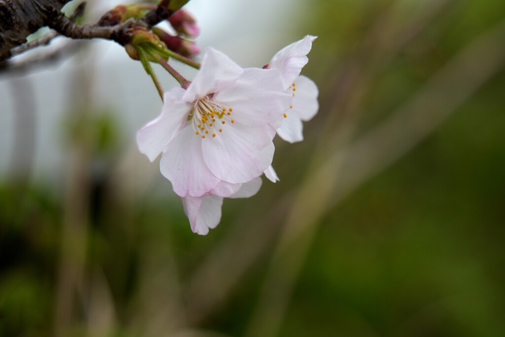 桜
