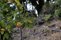 散歩中の　　レモン