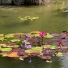 モネの庭
