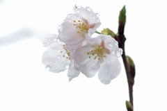 さくら