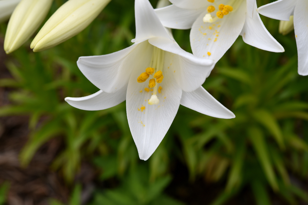 花