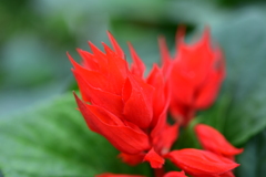 花　DSC_1584