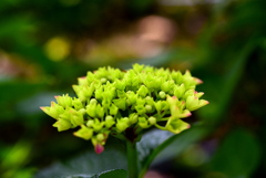 紫陽花