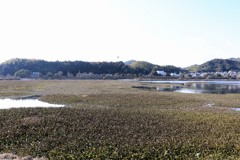 散歩中の