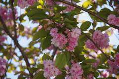 人混みを避けて・・繁藤の桜