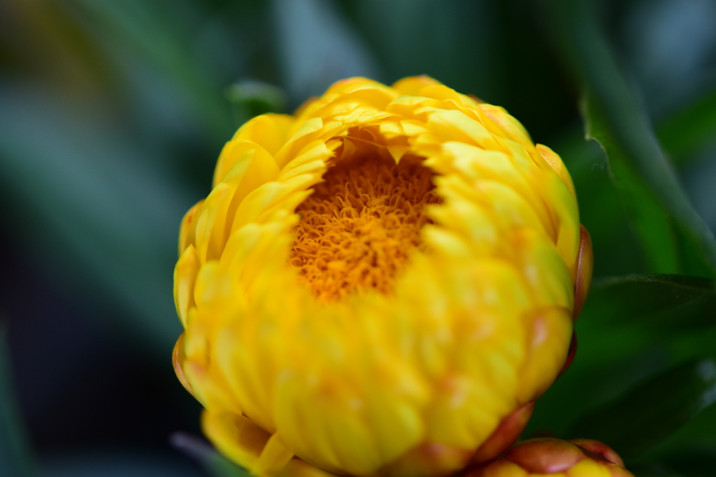 花　DSC_1592