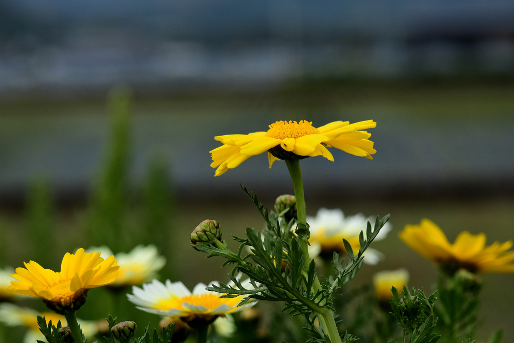 花