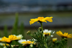 花
