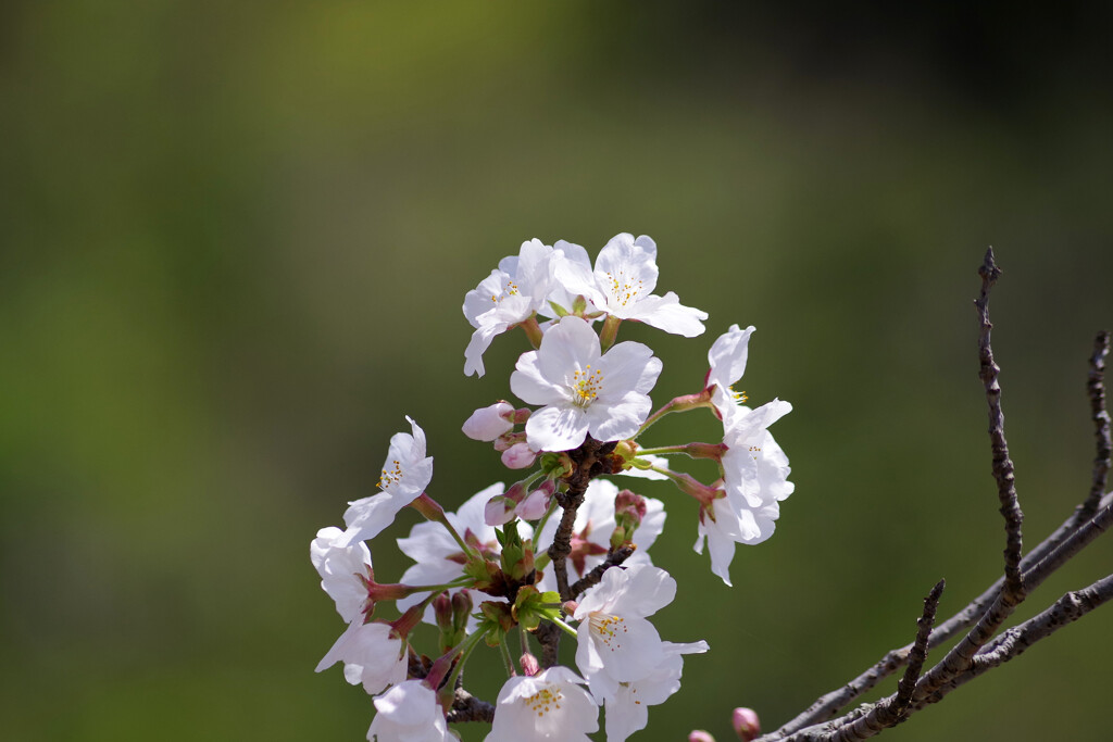 桜