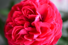 花　DSC_1596