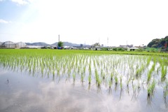 散歩中の