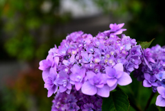 紫陽花
