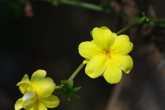 散歩中の　　花