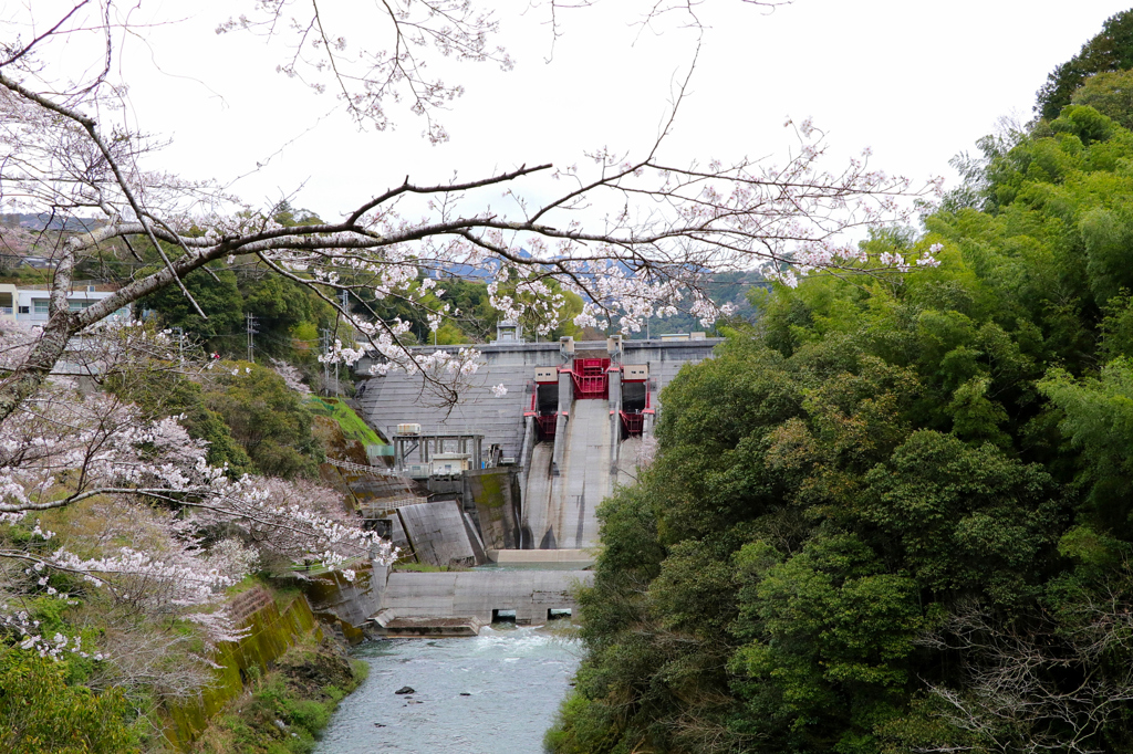 桜とダム