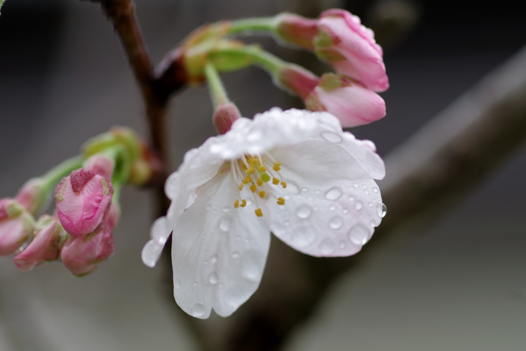 桜