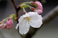 桜