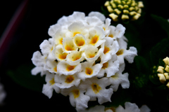 花　DSC_1643