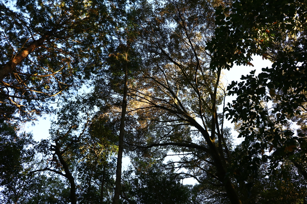 散歩中の　山道