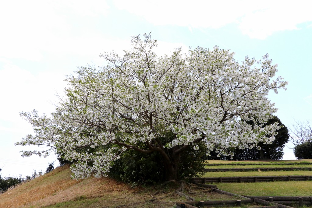 桜