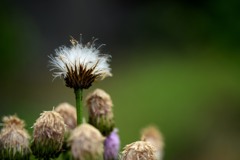 花？