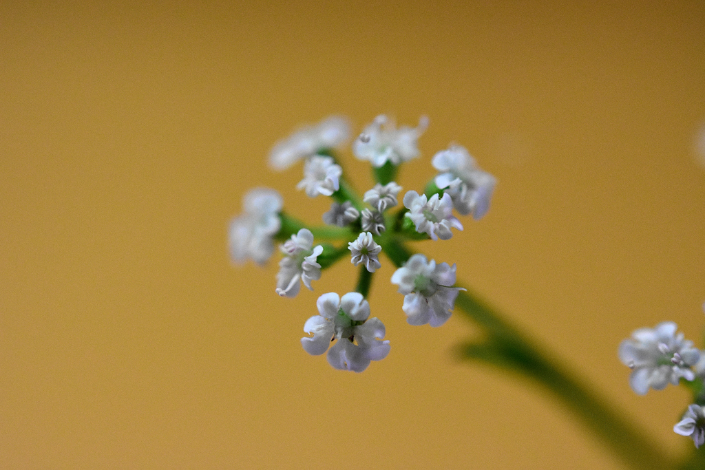 花　DSC_1549
