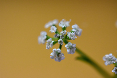 花　DSC_1549