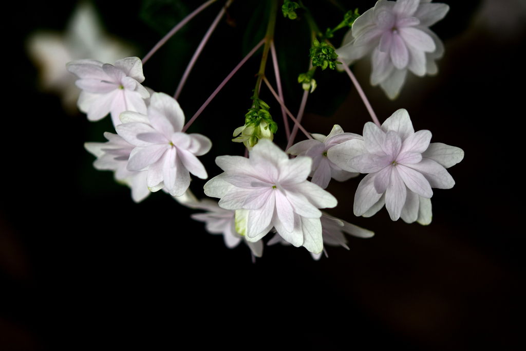 花　DSC_1616