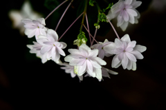 花　DSC_1616