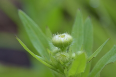 花？　DSC_0160