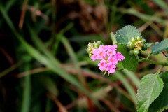 散歩中の　花